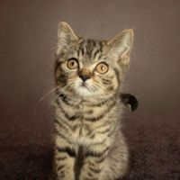 Chatons british shorthair loof #0