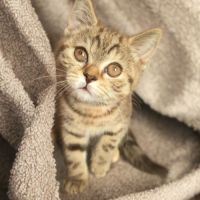 Chatons british shorthair loof #6