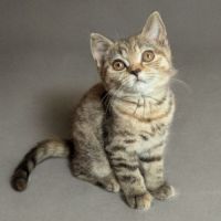 Chatons british shorthair loof #7