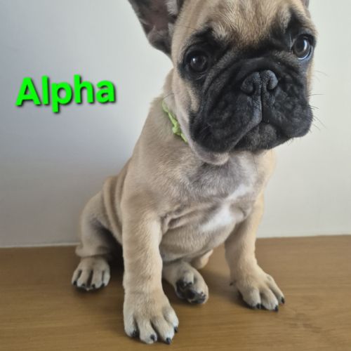 Chiots bouledogues francais #2