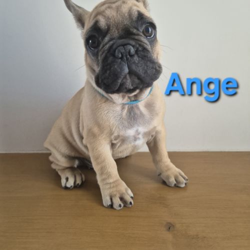 Chiots bouledogues francais #6