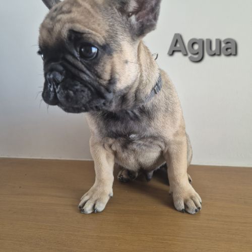 Chiots bouledogues francais #8