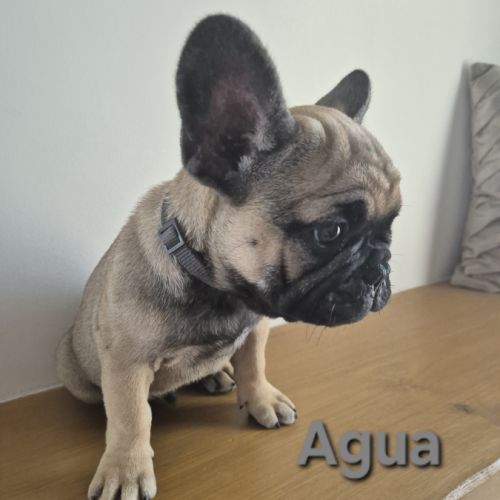 Chiots bouledogues francais #9