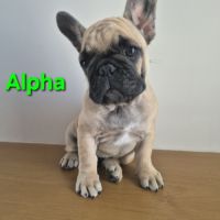 Chiots bouledogues francais