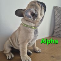 Chiots bouledogues francais #3