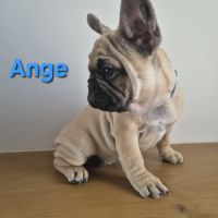 Chiots bouledogues francais #4