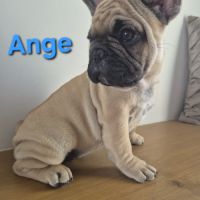 Chiots bouledogues francais #5