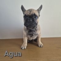 Chiots bouledogues francais #7