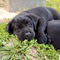 Chiot labrador noir lof #1
