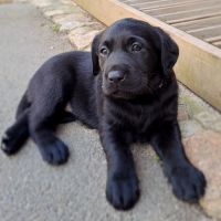 Chiot labrador noir lof