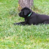 Chiot labrador noir lof #3