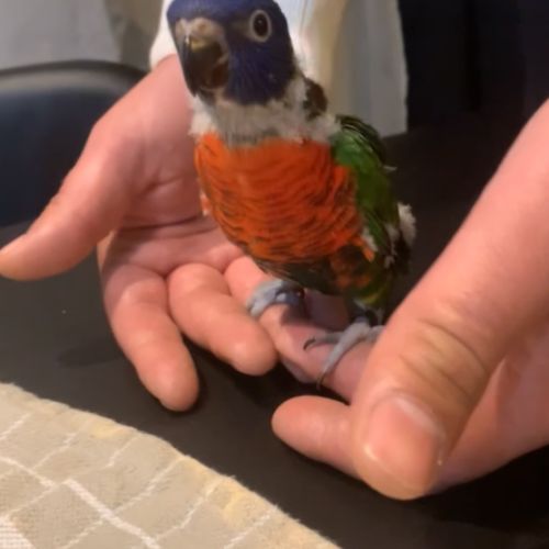 Jeune loriquet arc-en-ciel #0