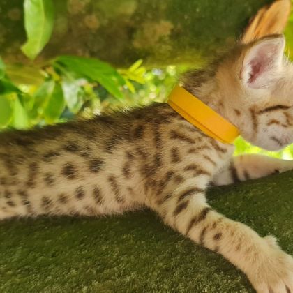 Magnifiques chatons savannah #2