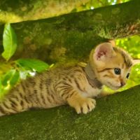 Magnifiques chatons savannah #0