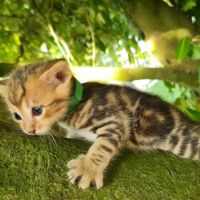 Magnifiques chatons savannah #3