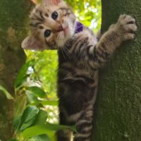 Magnifiques chatons savannah #4
