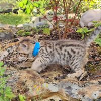 Magnifiques chatons savannah #5