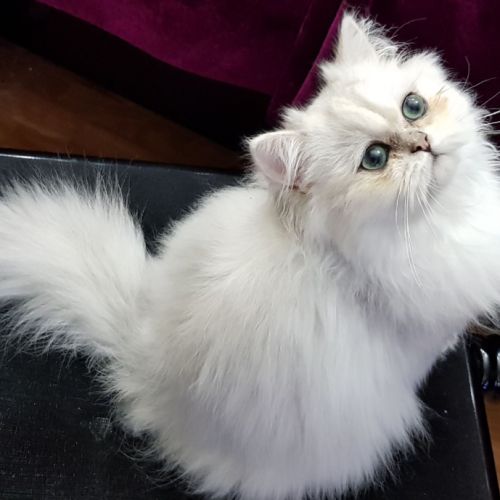 Saillie chat persan blanc loof #2