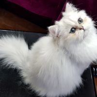 Saillie chat persan blanc loof #2