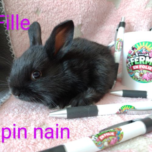 Lapins nains disponibles #1