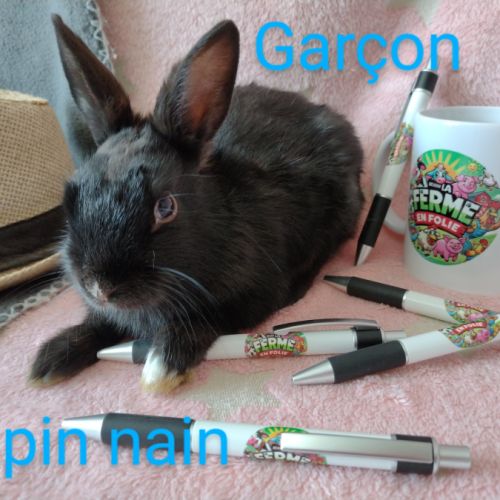 Lapins nains disponibles #2