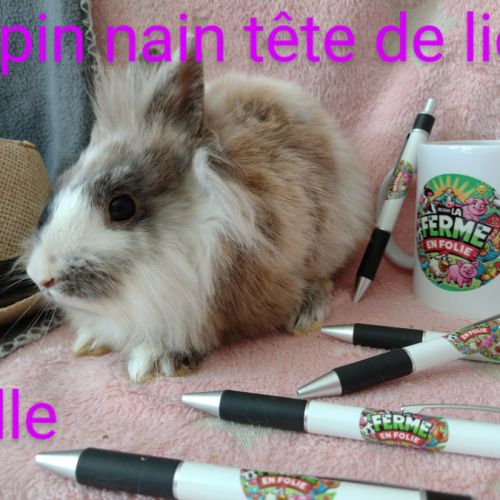 Lapins nains disponibles #5