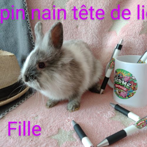 Lapins nains disponibles #7