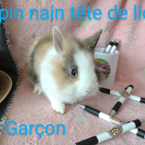 Lapins nains disponibles #8