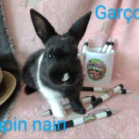 Lapins nains disponibles #3