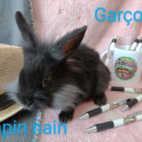 Lapins nains disponibles