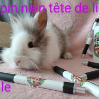 Lapins nains disponibles #6