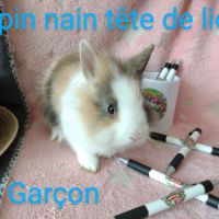 Lapins nains disponibles #8
