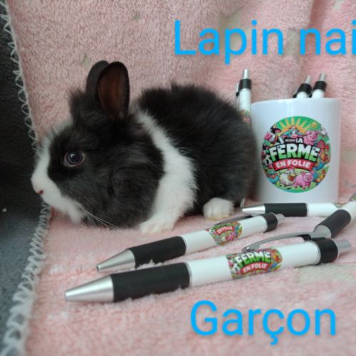 Lapins nains #3