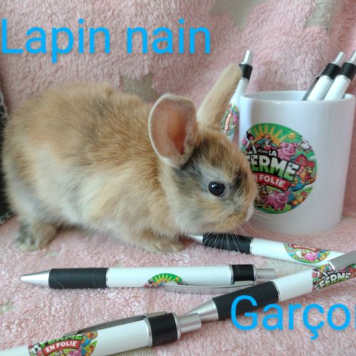 Lapins nains #6