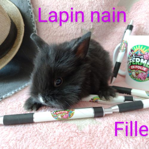 Lapins nains #7