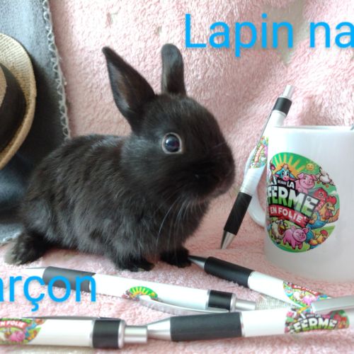 Lapins nains #8