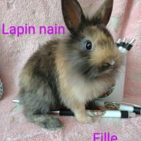 Lapins nains