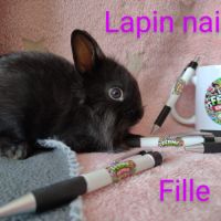 Lapins nains #2