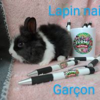 Lapins nains #3