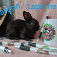 Lapins nains #4