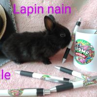 Lapins nains #5