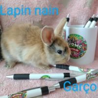 Lapins nains #6