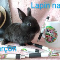 Lapins nains #8