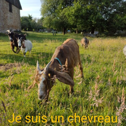 Chevreau anglonubien #0