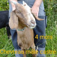 Chevreau anglonubien #2