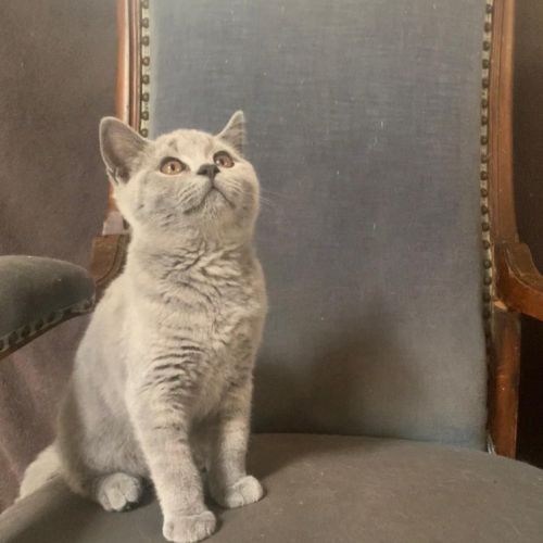 Chatons british shorthair loof bleus