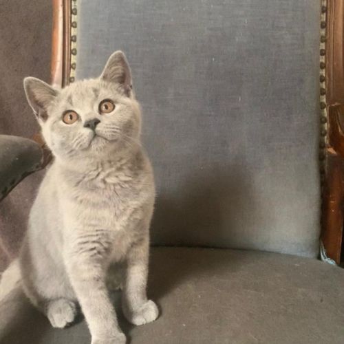 Chatons british shorthair loof bleus #2