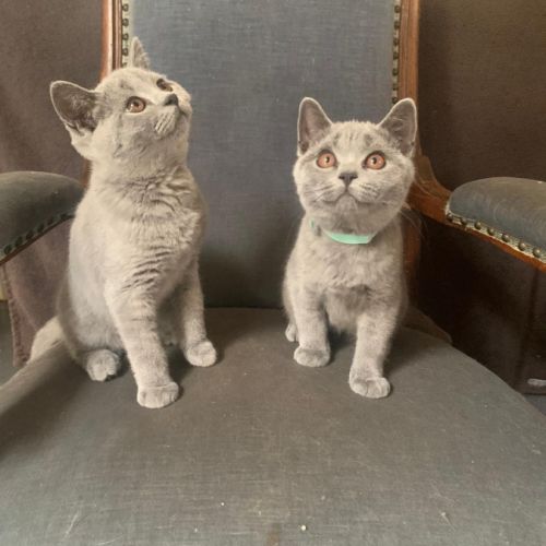 Chatons british shorthair loof bleus #3