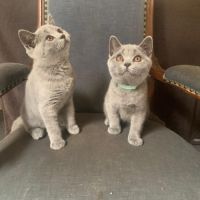 Chatons british shorthair loof bleus #3