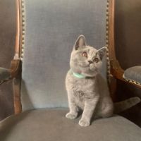 Chatons british shorthair loof bleus #4